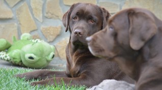 Párban szép az élet! Párkapcsolati élményprogram terápiás kutyákkal